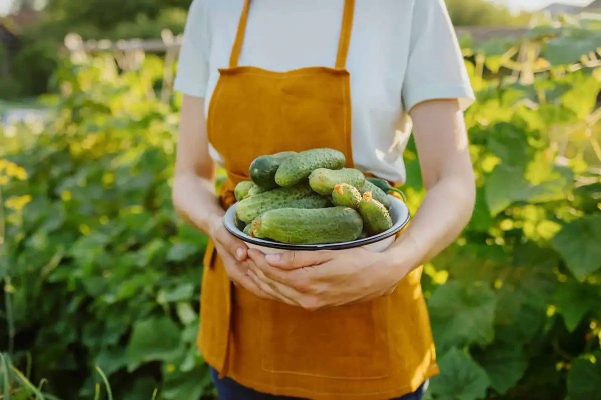 5 Choses A Ne Jamais Faire Lors De La Culture Du Concombre